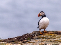 Puffin Viewing Site